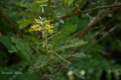 Sophora tomentosa